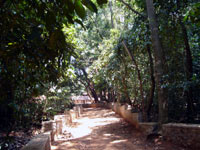 Iringole kavu, a miniature forest